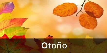 Imagen destacada de haikus de otoño en español, poesía japonesa